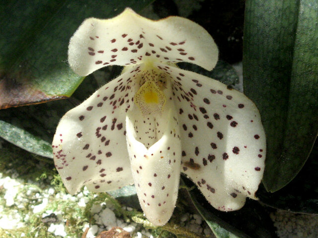 Paphiopedilum