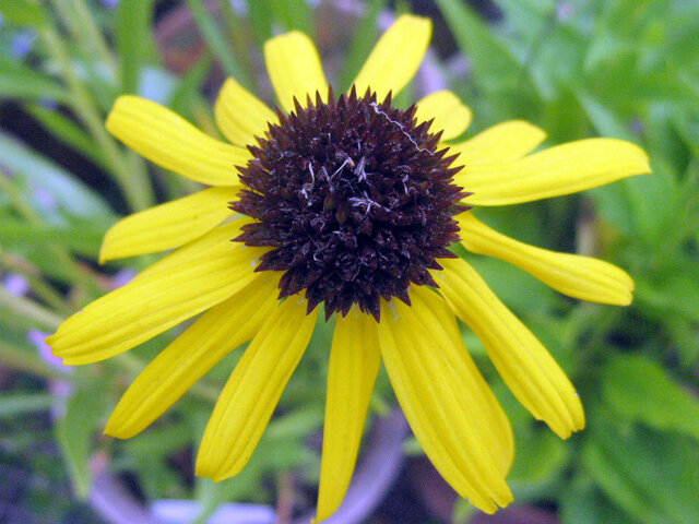 Echinacea paradoxa