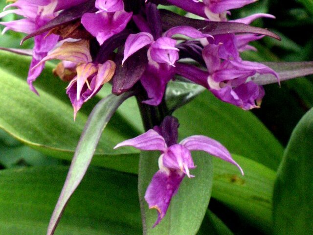 Dactylorhiza Aristata