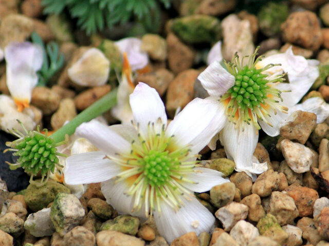 Callianthemum anemonoides