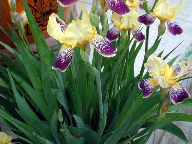 German Iris