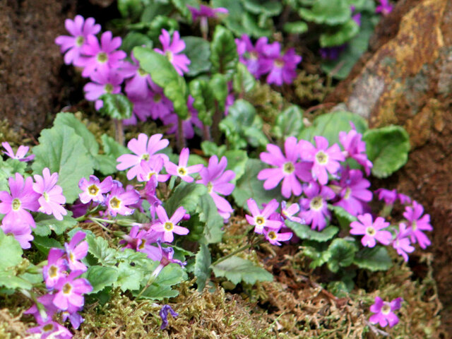 Primula tosaensis