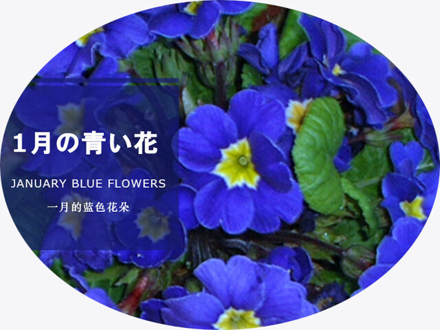 1月の青い花一覧