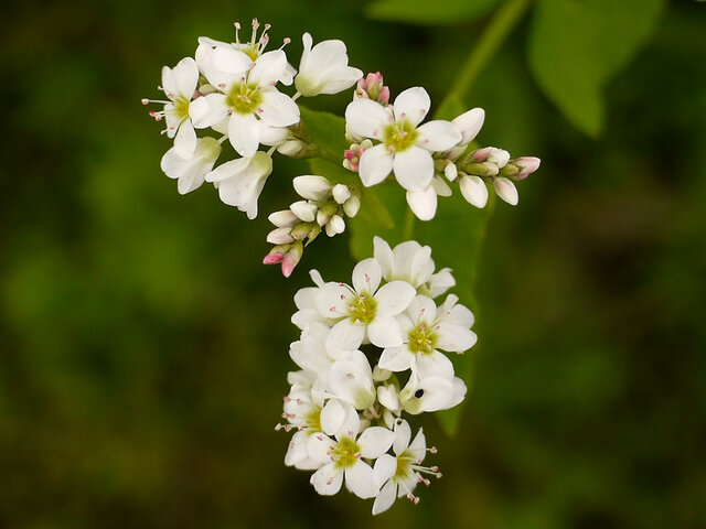 Buckwheat