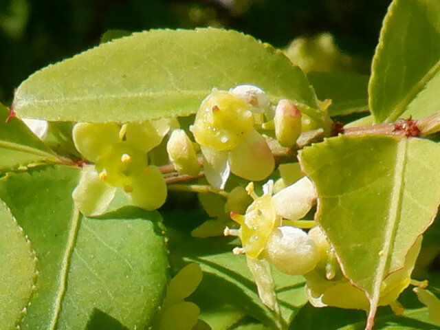 Komayumi tree