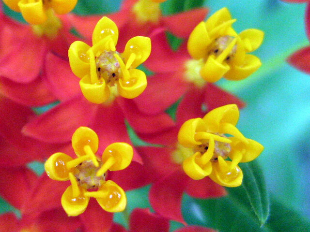 scarlet milkweed