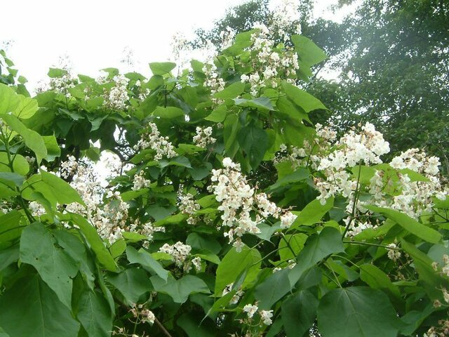 Catalpa speciosa