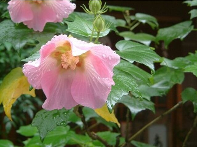 Hibiscus mutabilis