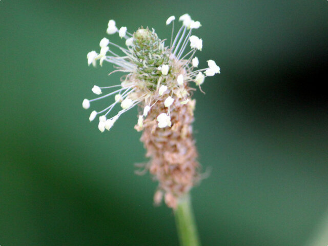 Plantago lanceolata