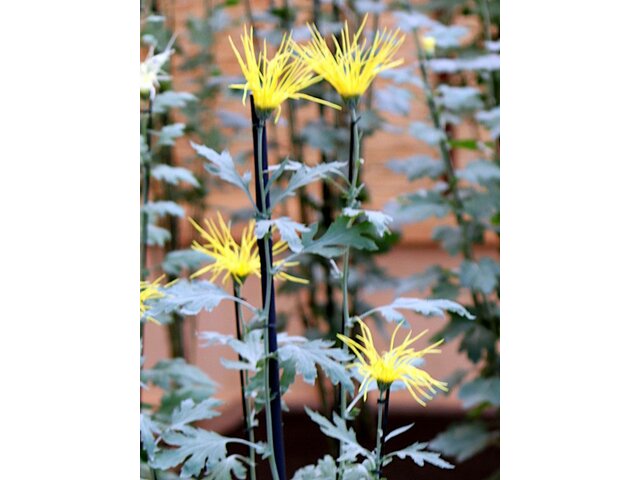 Saga Chrysanthemum