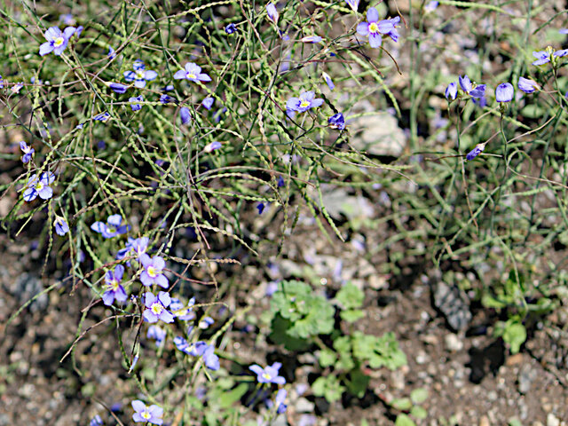 Heliophila longifolia