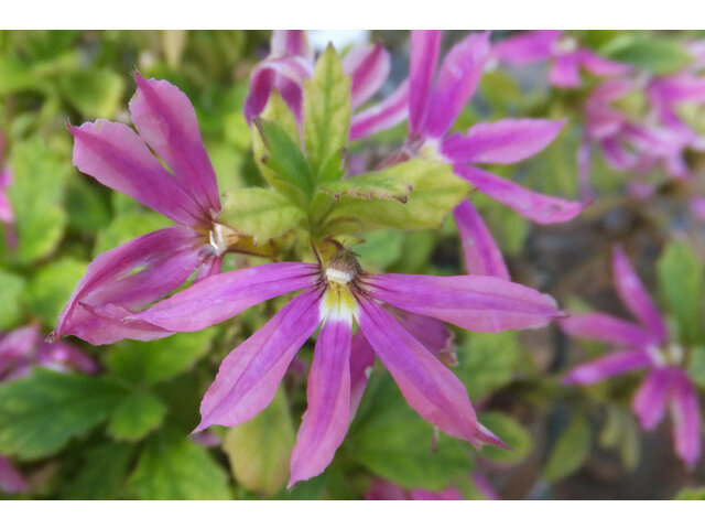 Blue fan flower