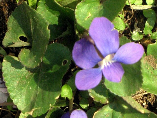 Viola papilionace