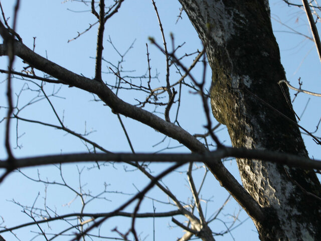 キハダ | Phellodendron amurense | かぎけん花図鑑