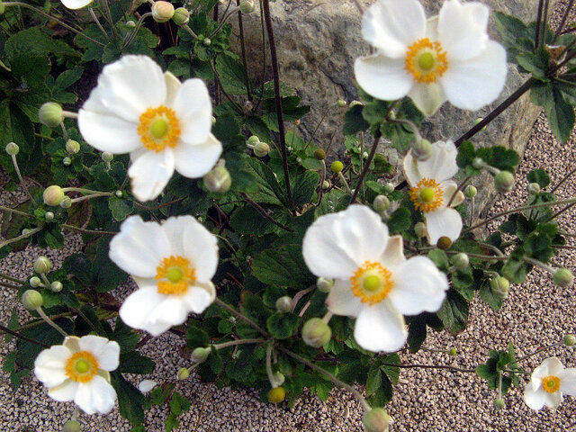 Anemone japonica