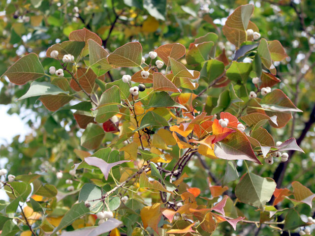 Chinese tallow