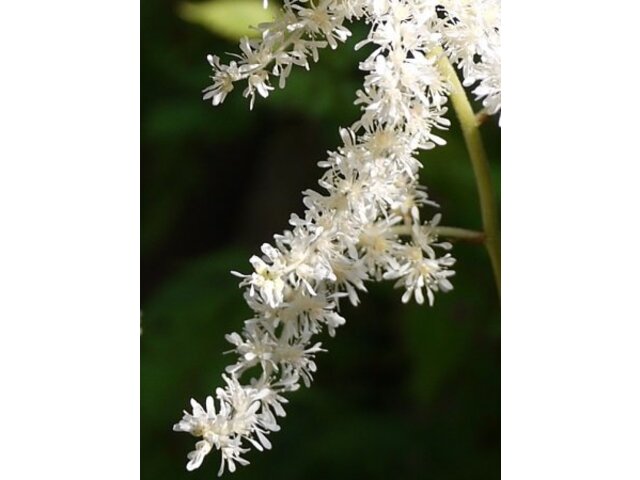 Astilbe formosa