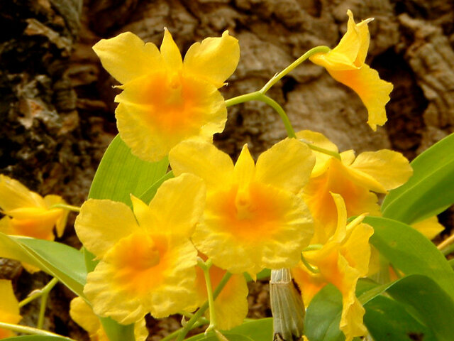 Dendrobium ejirii ‘Suwada’