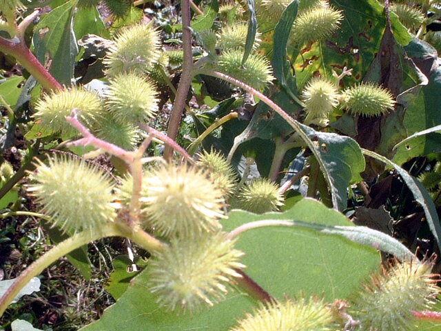 Xanthium italicum