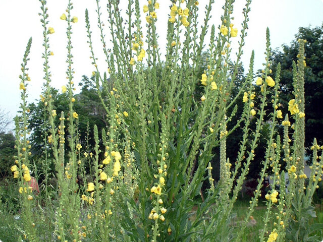 Twiggy mullein