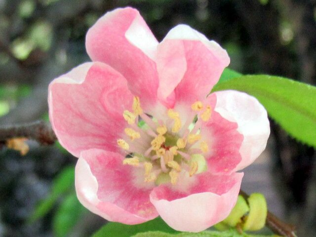 Chinese quince