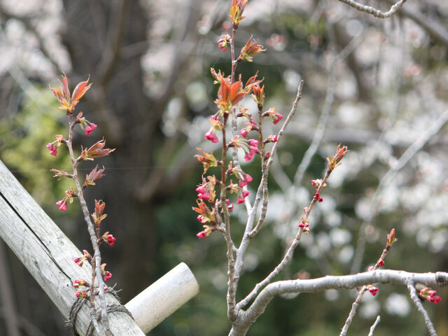 Prunus 'Kanzan'