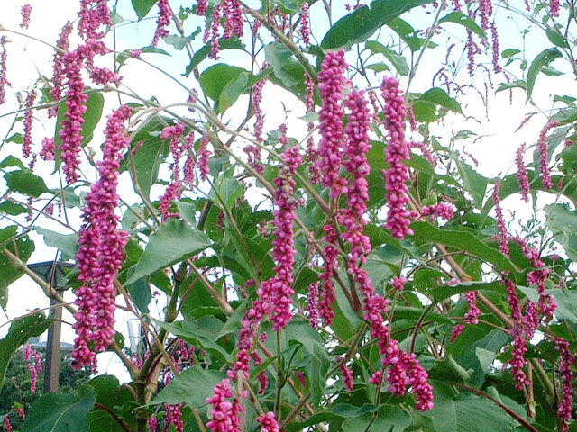 Polygonum orientale