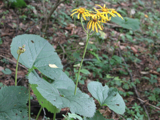 Ligularia dentata