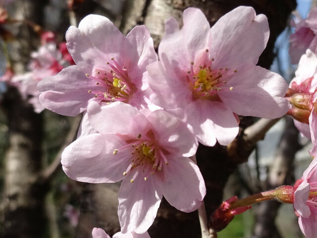 桜　啓翁桜