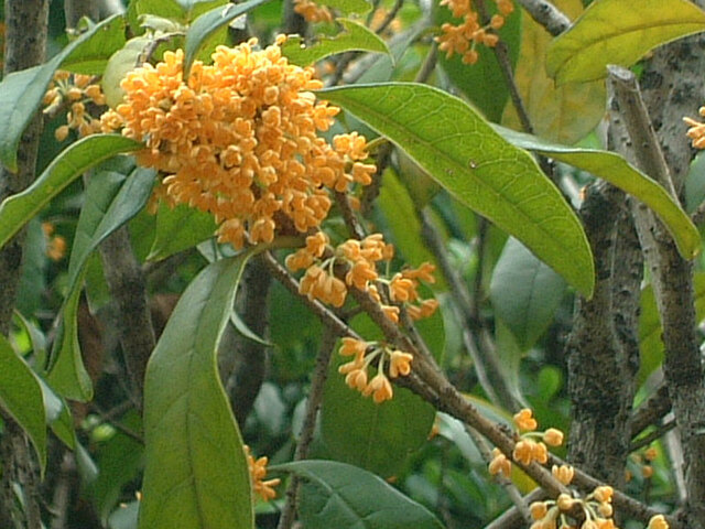 Gold osmanthus