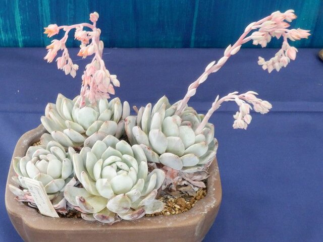 Echeveria 'Laulindsa' 