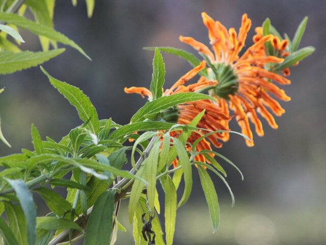 Leonotis