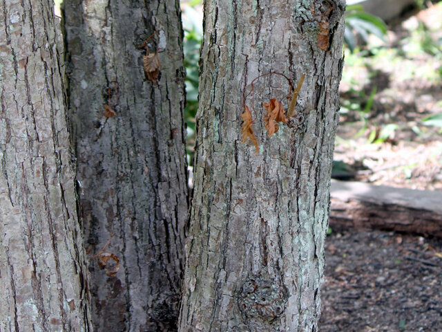 Tilia japonica