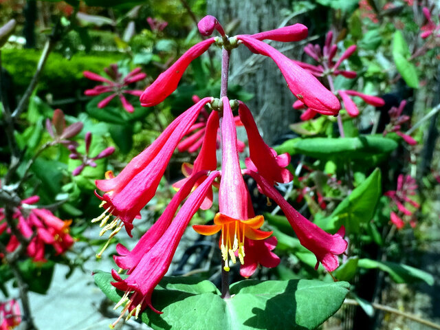 Trumpet honeysuckle