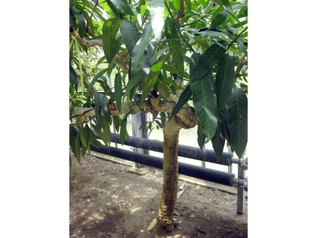 Mango Tree in Bloom (Mangifera indica L.) - Macros of the …