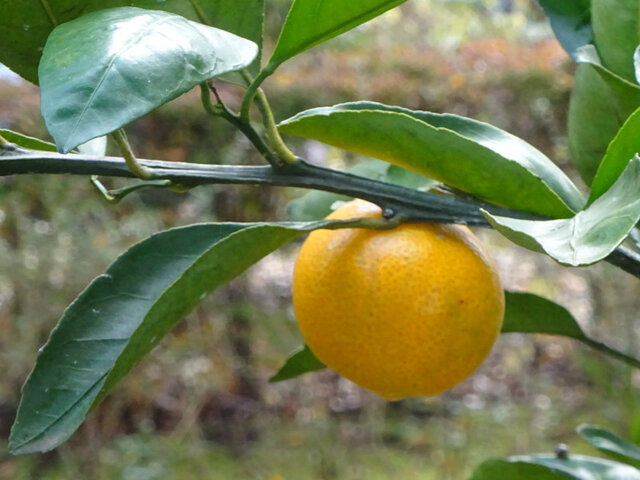 温州蜜柑 Citrus Unshiu 科技研花图画书