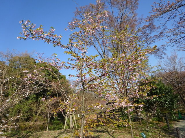 河津桜