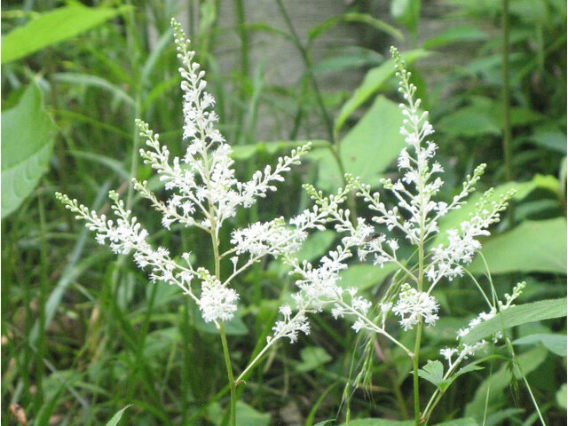 Astilbe microphyll