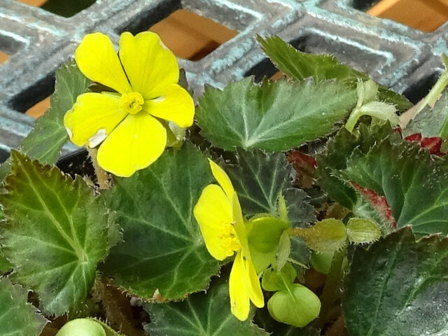 ベゴニア かぎけん花図鑑