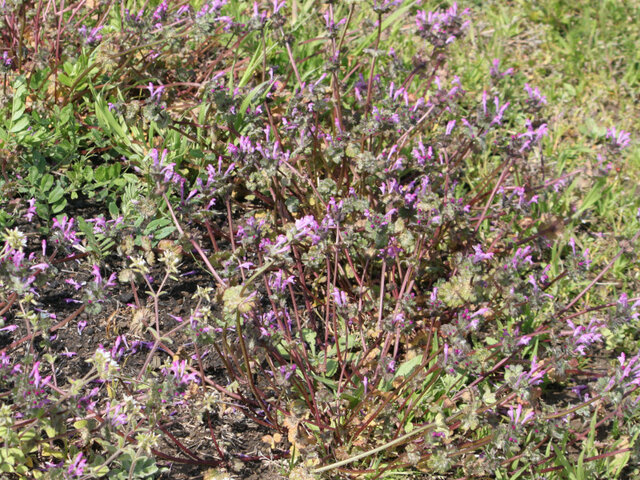 henbit dead-nettle