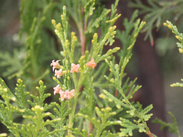 Platycladus orientalis