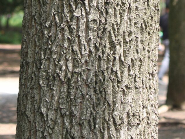 麻栎 | Quercus acutissima | 科技研花图画书