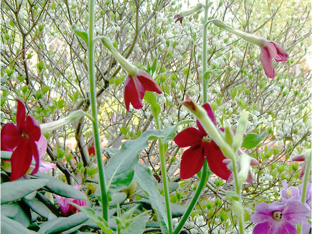 Nicotiana