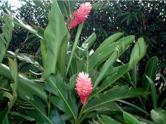 Alpinia purpurata