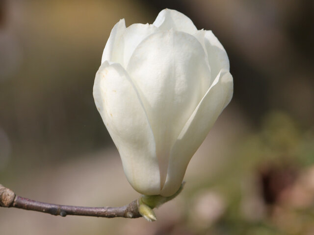 四月の白い花1 ハクモクレン、コブシとの比較