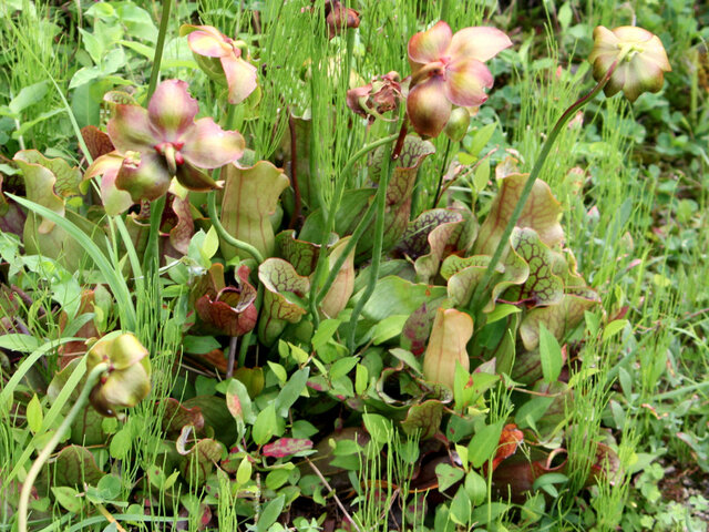 Sarracenia purpurea