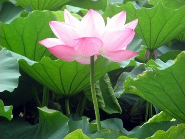 莲 Nelumbo Nucifera 科技研花图画书