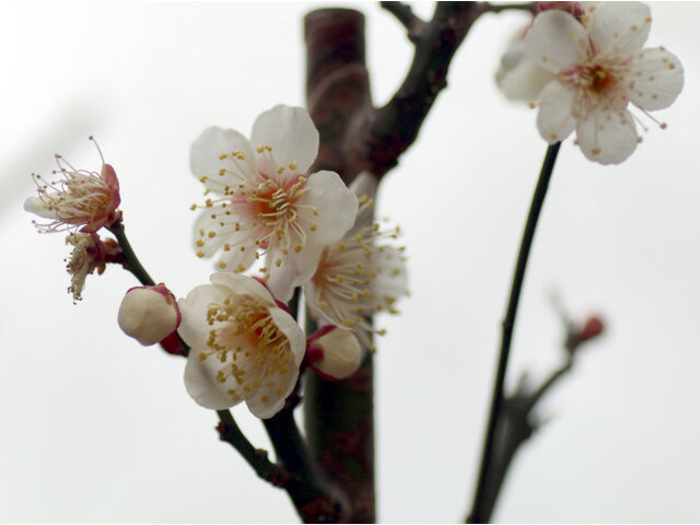 Prunus mume  'Hakutaka'