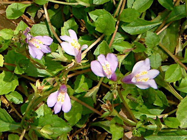 Mazus miquelii