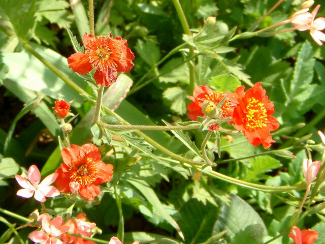 Geum coccineum